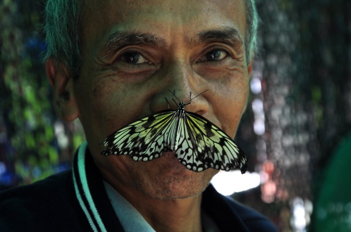 Un vieux monsieur qui attire les papillons, il parait
