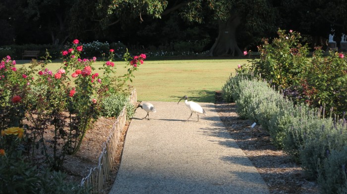 Nouvelle espèce détectée : ces oiseaux ne sont autre que des Ibis, toujours à l'affut de bonnes choses à déguster et prêts à vous dérober. Avis aux amateurs.