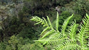 De mémoire, feuille d'eucalyptus. Ou bien ai-je tout faux !