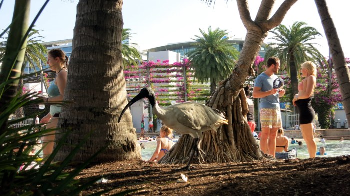 ...avec toujours la certitude de croiser nos nouveaux compagnons du quotidien : vous vous souvenez des Ibis de Sydney ? Eh bien je m'en méfie encore plus ici !
