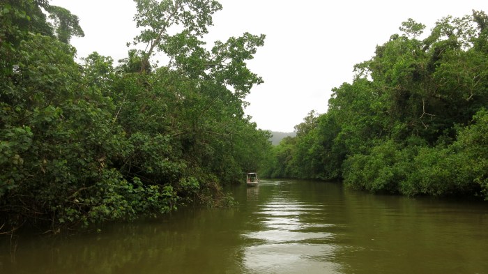 Les canaux ... de Tortuguero ? Non, non. Ici c'est la Daintree.