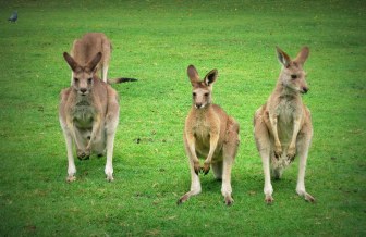 Eye-battle : kangaroo vs humans