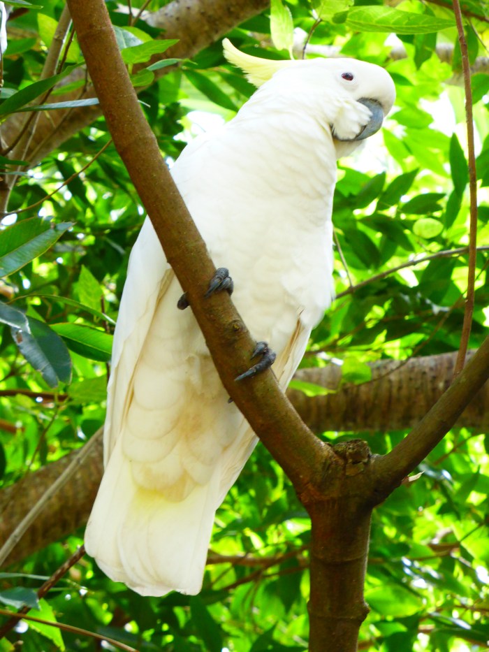 Un autre habitant populaire