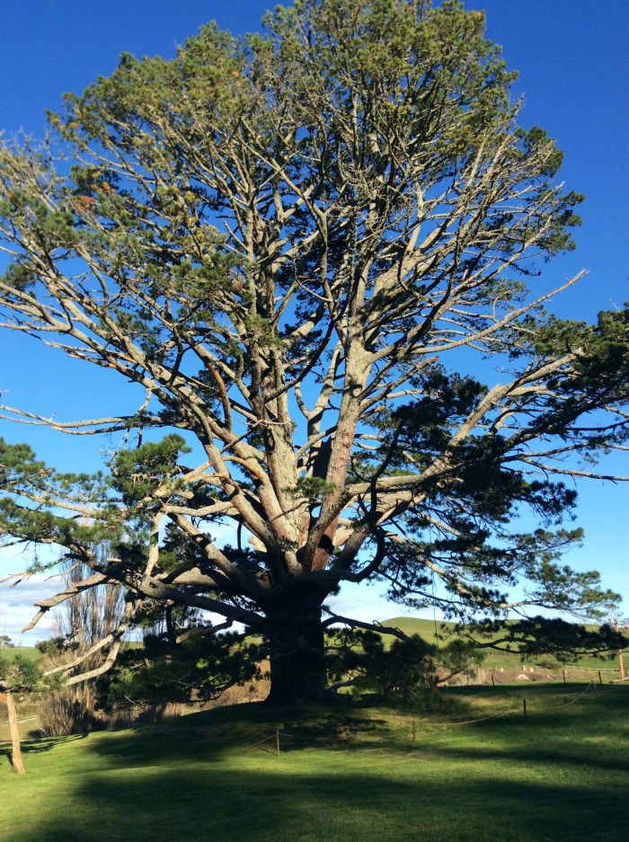Un arbre que tout fan de la trilogie saura reconnaître 