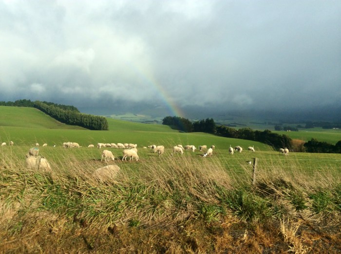 Les plaines entre Dunedin et Te Anau - micro climat 