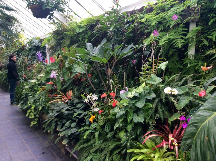 Jardins botaniques 3 : contemplation dans la serre 