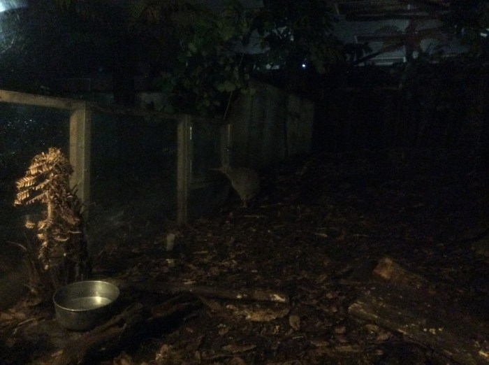 Un kiwi de nuit, difficilement repérable ...