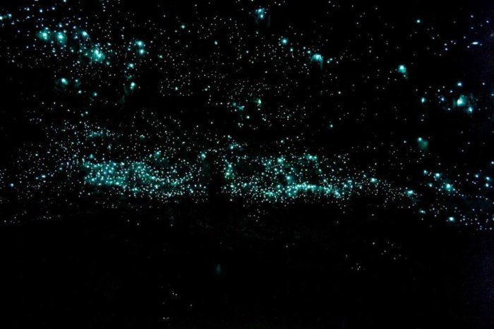 Bon, on y a quand même vu les vers luisants, et c'était bien mignon