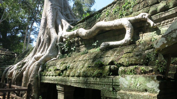 Il est probable que cet arbre vous dise quelque chose ...