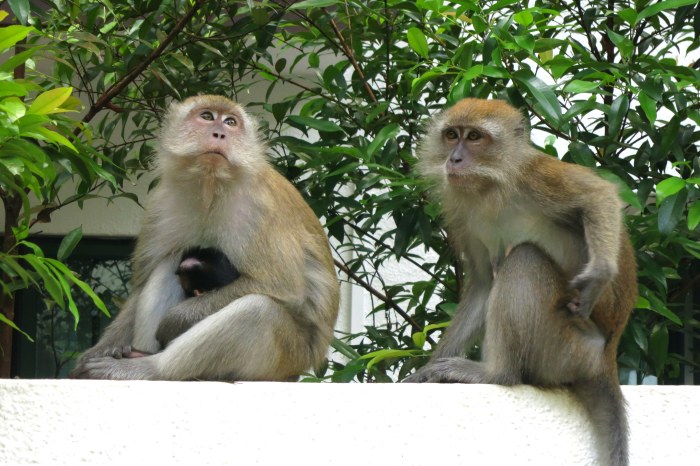 Une petite famille comme on en croiserait d'autres là-bas.