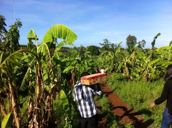 J'ai des bananes à récolter