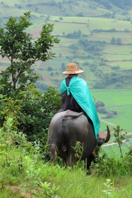Croisé : Monsieur Bufle